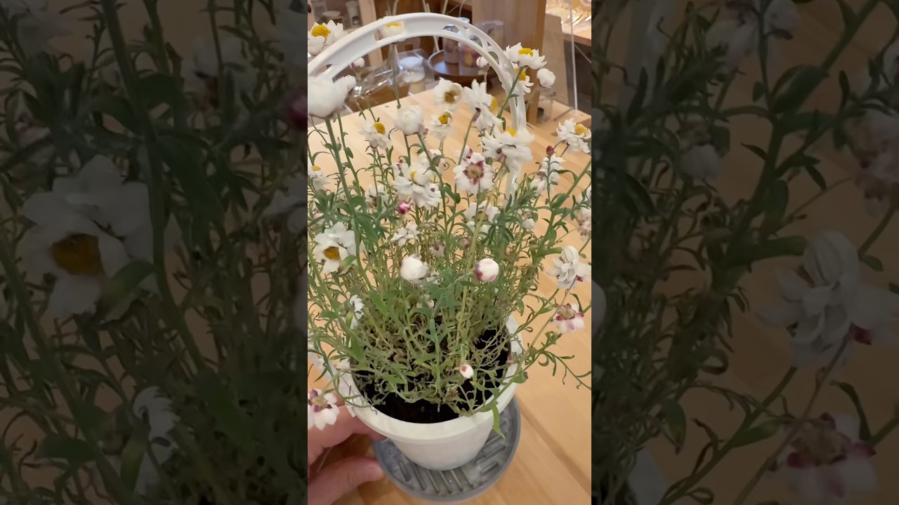 花かんざしをドライフラワー用にカット　#花かんざし