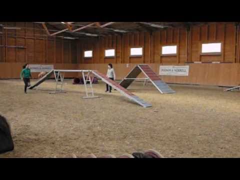 Alíz első A1-es agility versenye 2. futam