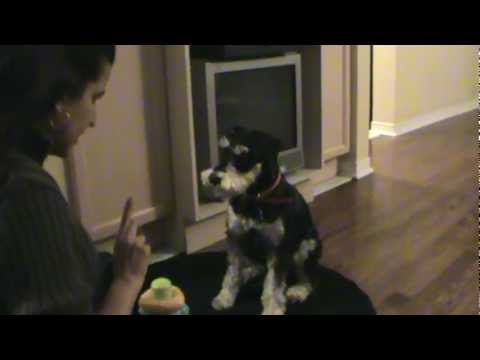 Miniature Schnauzer: Lord of the Rings