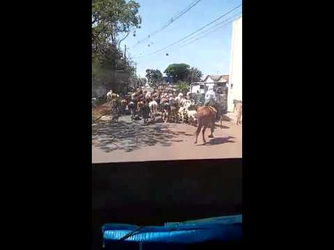 I a vaca na rua Ribeirão Preto