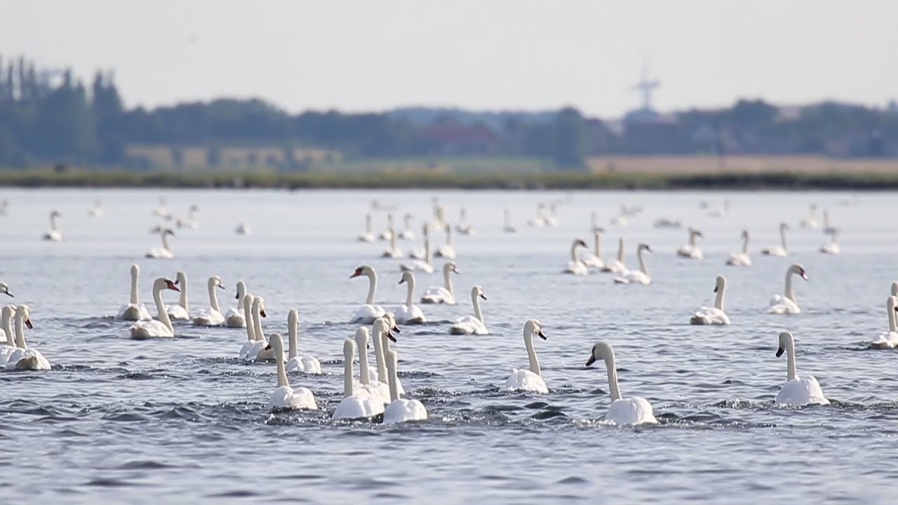 Schwäne auf Strynø im UNESCO Global Geopark Das Südfünische Inselmeer