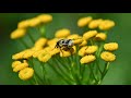 Norwegian Nature Macro Of Bug On Flower 4k Video
