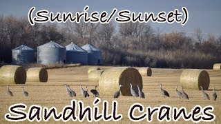 (Sunrise/Sunset) Sandhill Cranes