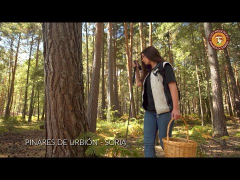 PINARES DE URBION