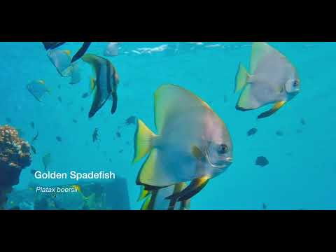 1 Spadefish - scuba diving video