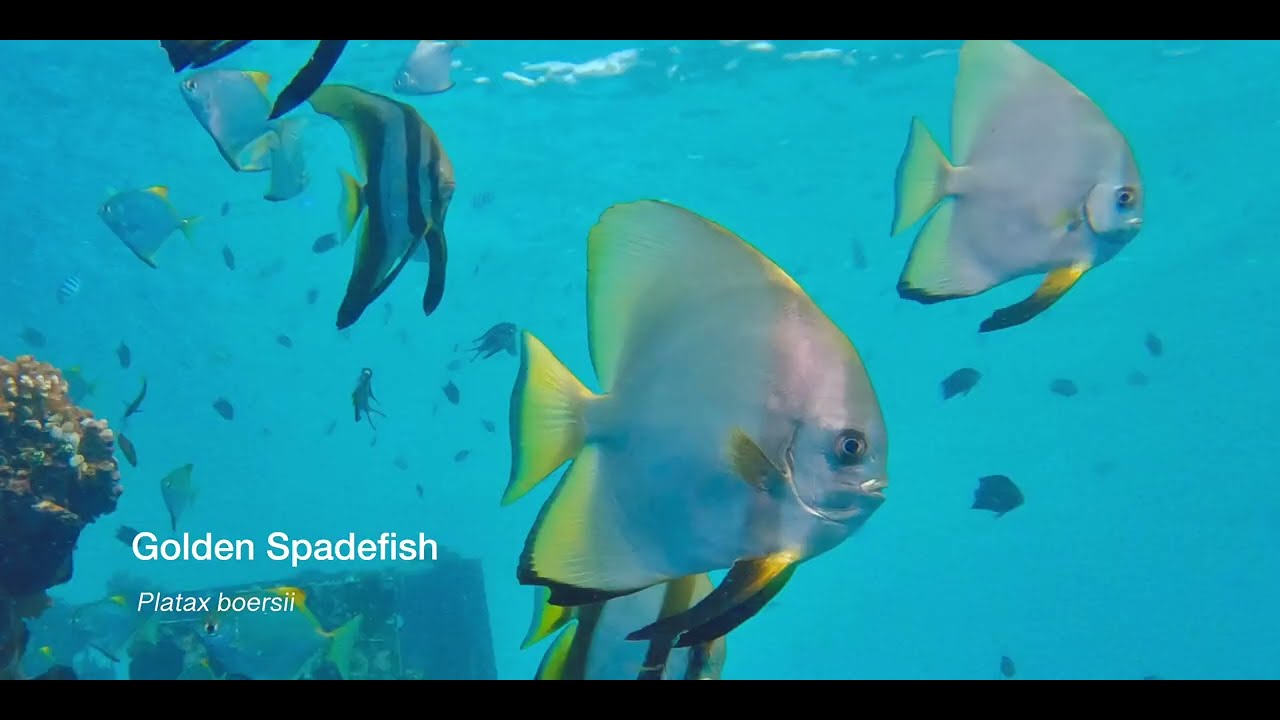 1 Spadefish