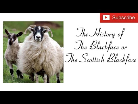 , title : '#sheephistory #sheep #yarntube Sejarah Blackface atau Blackface Skotlandia'