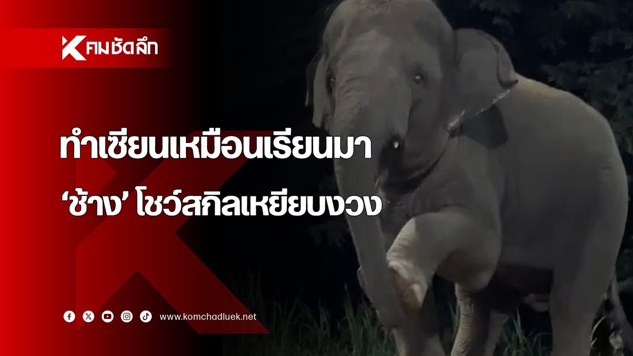 วิทยายุทธ์สุดล้ำ 'ช้างพลาย' โชว์สกิลเหยียบงวงเรียก FC