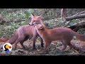 Fox Hunt Saboteurs Risk Lives To Save Foxes from Painful Deaths [ADULT LANGUAGE] | The Dodo