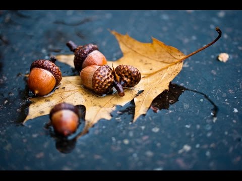 (Another) Nuttree Quartet (with John Abercrombie & Dave Liebman) - All The Things You Are