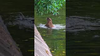 Capivara ficando em pé #animaisengraçados #animais
