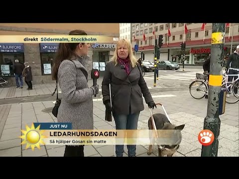 Soraya träffar ledarhunden Gosa - Nyhetsmorgon (TV4)