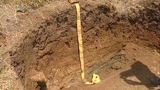 Download lagu South African Soil Classification System, Ukulinga Farm, KZN part 1 mp3 Download lagu South African Soil Classification System, Ukulinga Farm, KZN part 1 mp3