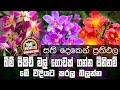 ඔර්කිඩ් මල් වල රහස් 3ක් ඔබ දැනගන්න ඕනේ