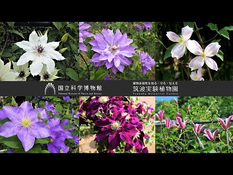 早咲きから遅咲きまで、クレマチス園のおすすめの花を一挙公開！