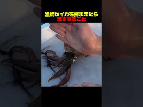 漁師がイカを捕まえたらまずすること