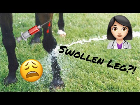 download lagu mp3 mp4 Horse Swollen Leg, download lagu Horse Swollen Leg gratis, unduh video klip Horse Swollen Leg