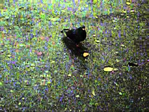 Die Taube-  Der Film