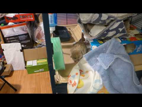 P1030220 It's a Rat rush (sort of) for playtime