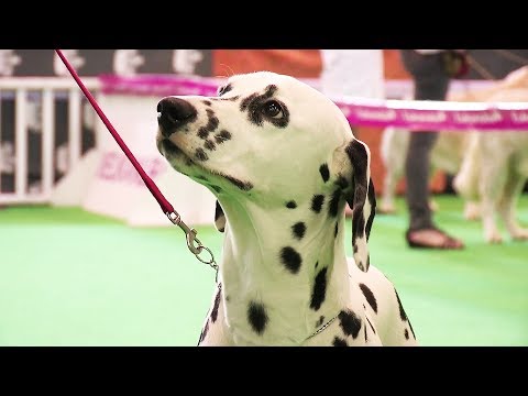 pourquoi la queue d'un chien bouge