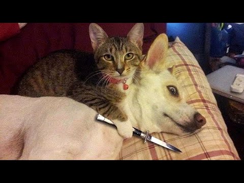 Funny Pets : Cats and Dog Awesome Friendship | Funny Videos