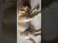 Buonanotte A Tutti Voi Amici Miei