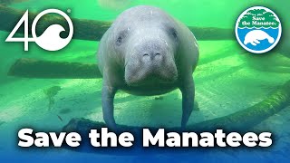 4Ocean Joins the Fight to Protect Manatees