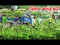 জনপ্রিয় কলার হাট টাঙ্গাইলের জলছত্রে