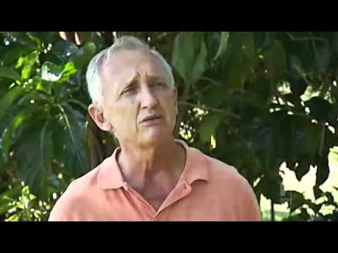 Scientists try to extend mango season