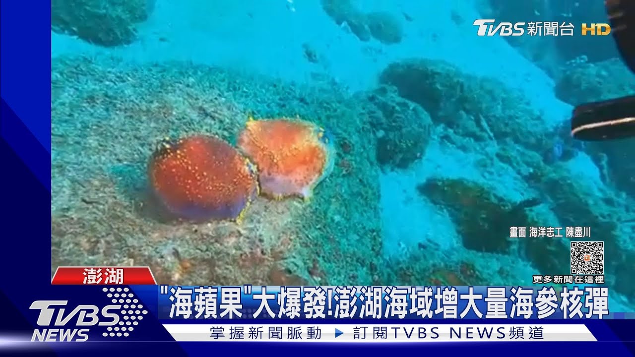 「海蘋果」大爆發! 澎湖海域增大量海參核彈