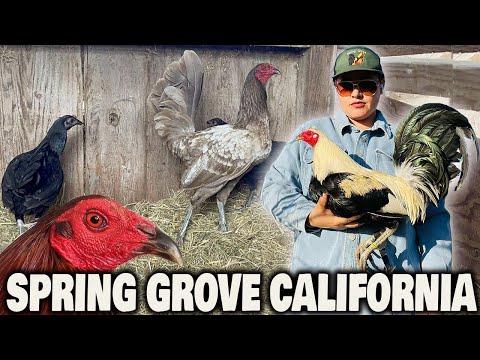 CALIFORNIA Beautiful Grey Blue Hennie SPRING GROVE SHOW BIRDS - Farm Visit