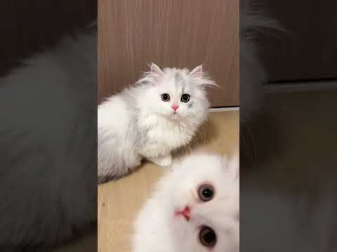 Persian kittens  in Hyderabad #soldout  #animallovers #cat #1000subscriber