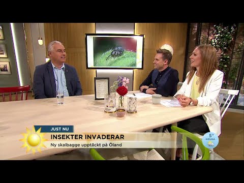 Så gör klimatförändringarna insekterna till ett hot - Nyhetsmorgon (TV4)