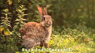 Suya İner Tavşanlar - Ahmet Yusuf