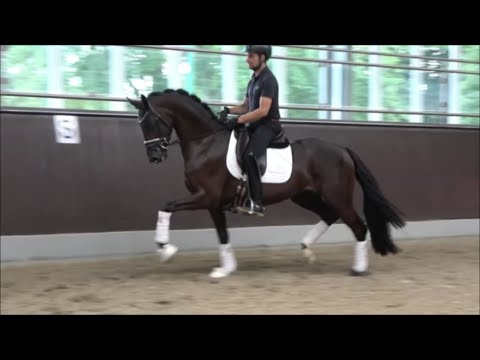 *2020 Stute von Lord Europe - Totilas SOLD!!!