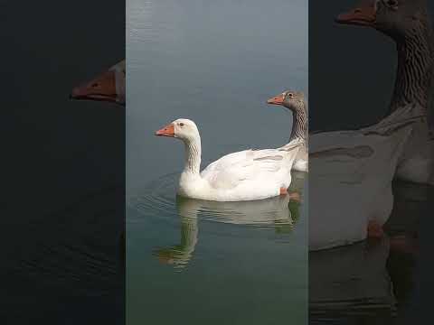 Laguinho municipal de missal Paraná 