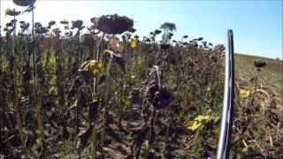 GoPro Hero Dove Hunting