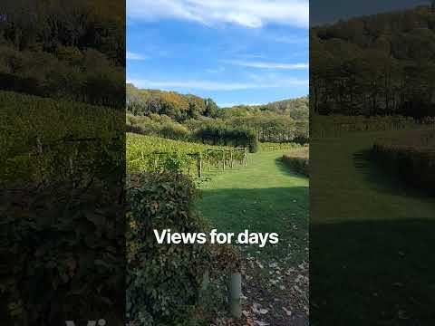 Autumn Bliss #vineyard #Vineyards #wine