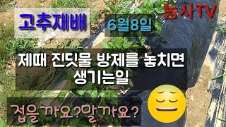 고추재배- 제때 진딧물 방제를 놓치면 생기는 일. [농사TV]