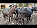 BUFFALO Meeting First Time In Village Best Buffalo And Bull Big Buffalo Meets First Time