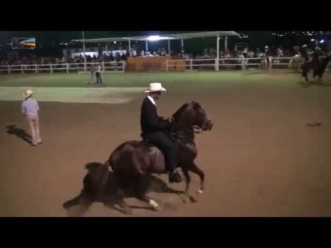 Highlights Paso Fino "Inter Curacao 2015" (Hipiko) 03 10 2015 Day 2. by miv.tv curacao