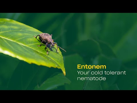 Entonem Entonem | Control de plagas | Nematodos (Steinernema feltiae)