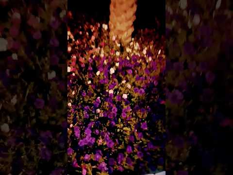 Beautiful flower|flowers|flowers garden@Dhriti kannada vlogs dubai