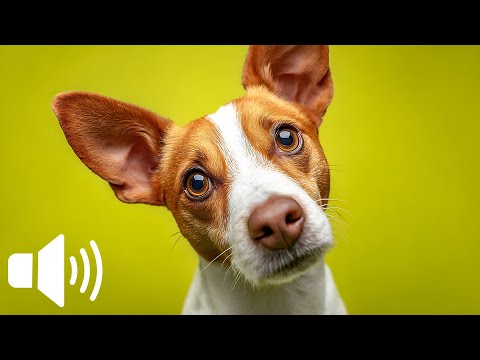 DOGS Tilt Their Head - Don’t Let Your Dog See This 😆