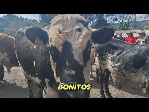 Exposición de toros comerciales en la vereda el Salitre Tausa Cundinamarca. 