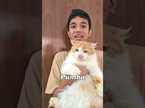 Introducing our 18 Cats..... | Funny Cats