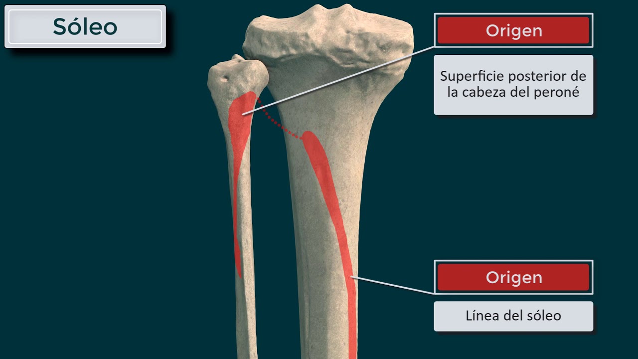 Gemelos, soleo y plantar delgado forman el tríceps sural.  Origen, inserción, función e inervación
