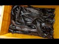 Explore Nanpura Fish Market Surat Famous Fish Market