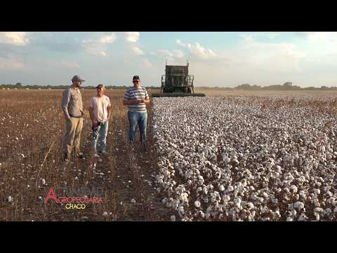 COSECHA DEL CULTIVO DE ALGODÓN - ZONA JUAN JOSE CASTELLI - CHACO - SR. LUCAS TALALAY.