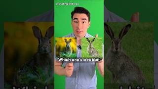 Download lagu The TRUTH about Hares and Rabbits mp3